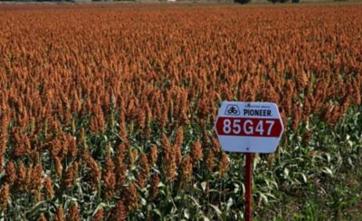 linea del tiempo imagenes 2023 Pioneer México